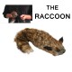 Robbie the Magic Trick Raccoon - Spring Animal - Includes Instructional DVD